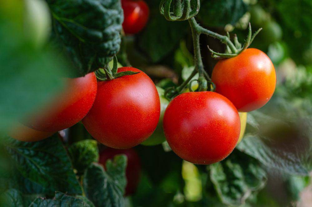 Ilustrasi tomat cherry (pixabay.com/Kathas_Fotos)