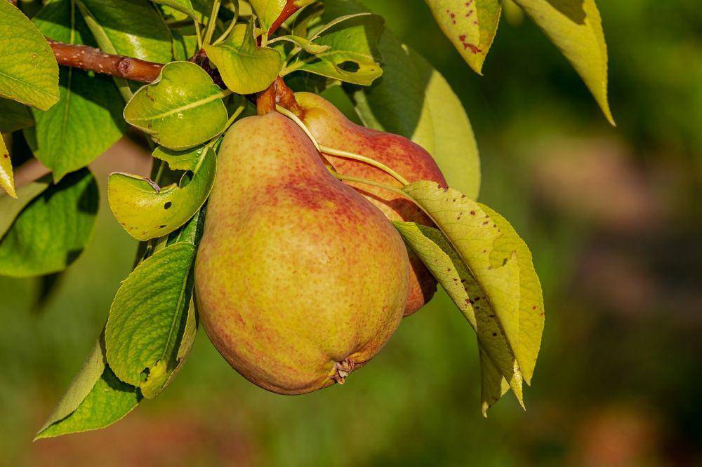 Ilustrasi buah pir (pixabay.com/Couleur)