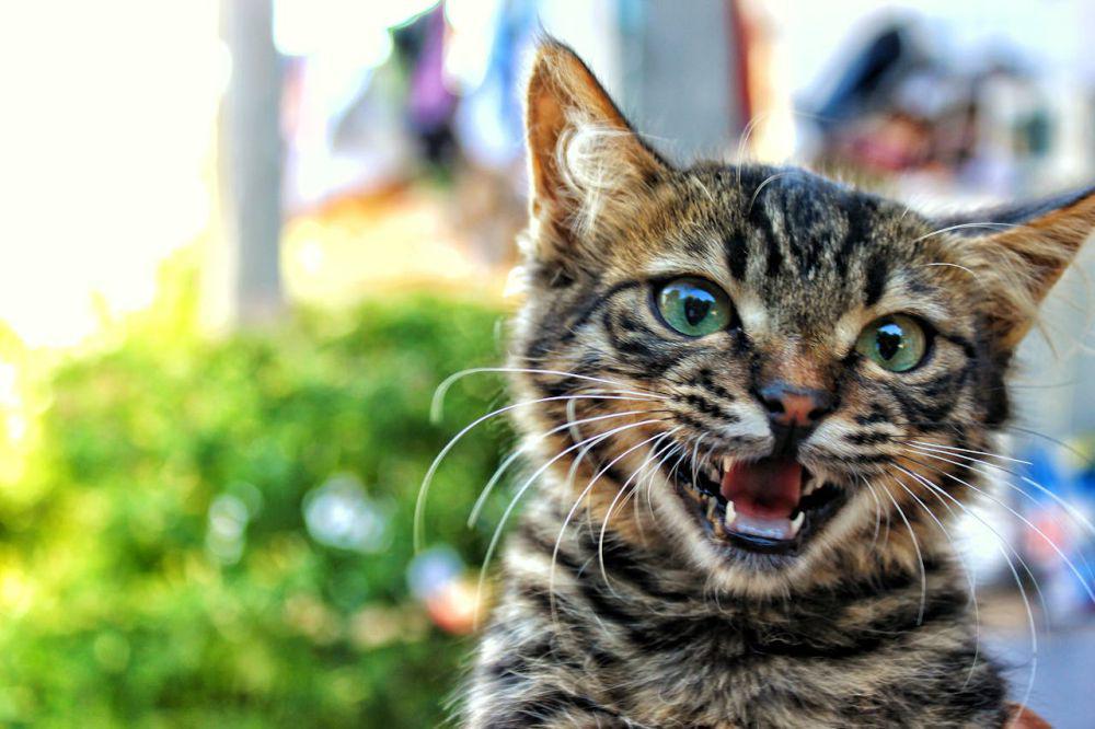 Ternyata Kucing Hanya Mengeong pada Manusia, Ini 3 Alasannya!
