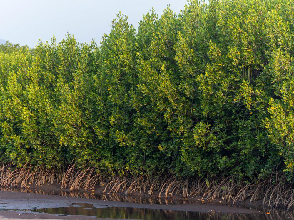 Hutan Mangrove 6 Hektar di Maros Dirusak, Diduga Miliki SHM