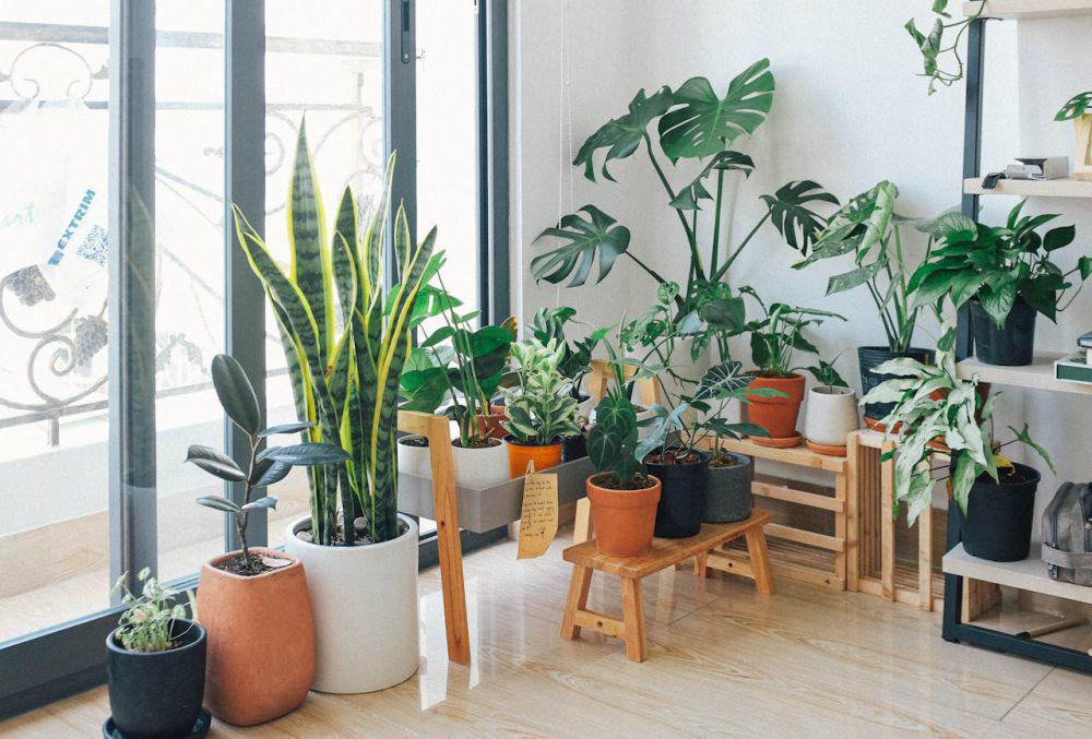 5 Tanaman Indoor Tahan AC Bikin Ruangan Adem dan Estetik Sekaligus