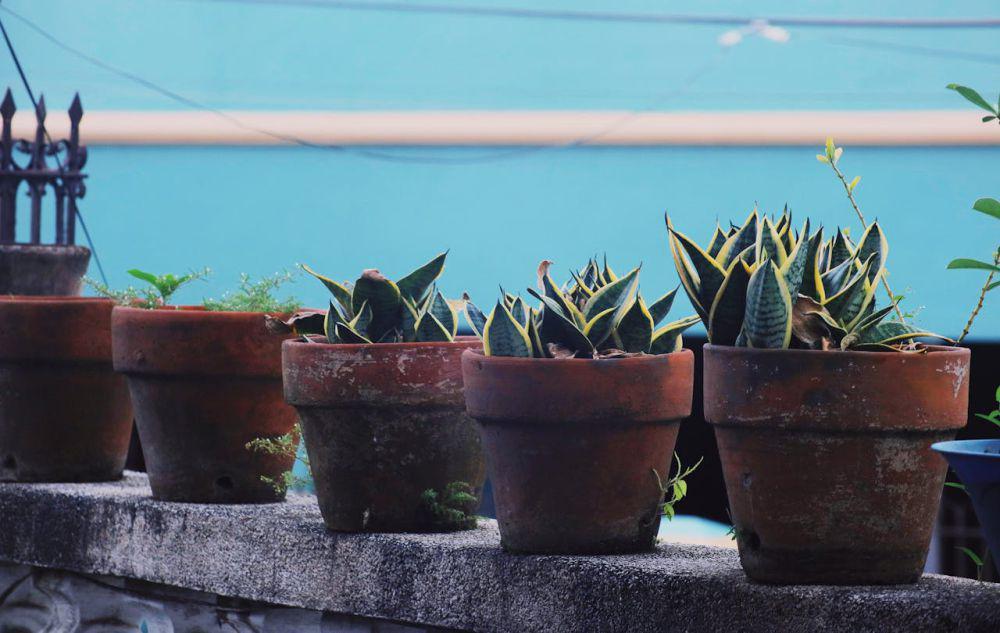 8 Trik Merawat Pot Tanaman biar Gak Jadi Sarang Nyamuk