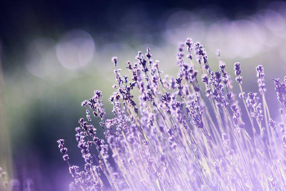 ilustrasi tanaman lavender (pexels.com/Palo Cech)