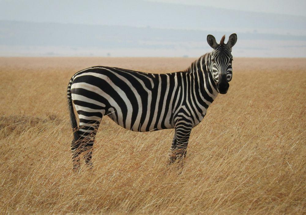 5 Alasan Zebra Memiliki Pola Garis Hitam dan Putih, Apa Fungsinya?