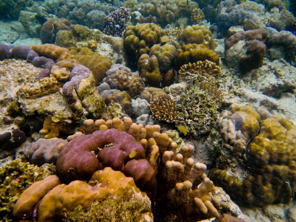 Ekosistem terumbu karang (commons.wikimedia.org/Cocakolam)