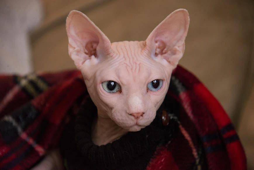 ilustrasi kucing tipe semi-foreign (unsplash.com/Day Wayman)