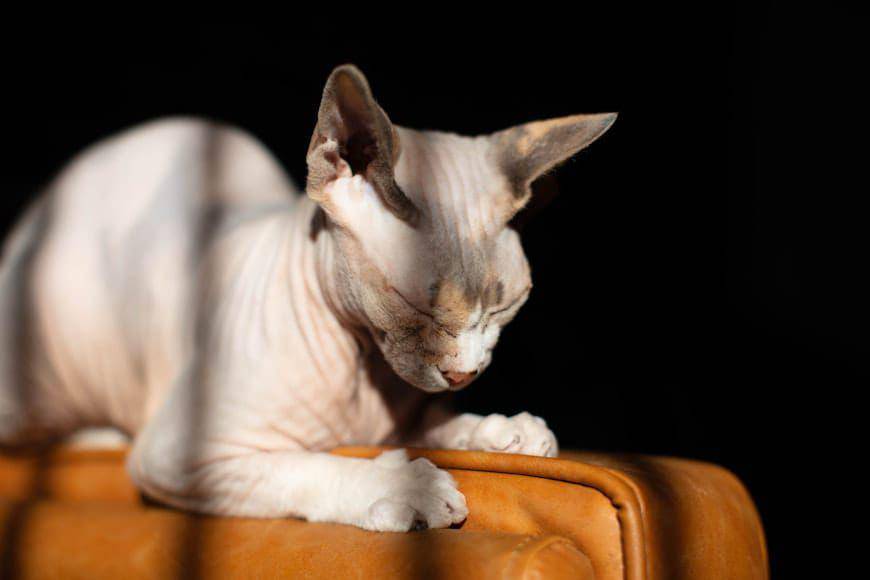 ilustrasi kucing sphynx (unsplash.com/Erin Agius)