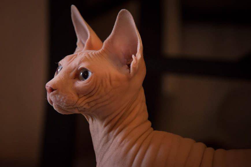 ilustrasi kucing sphynx (unsplash.com/Day Wayman)