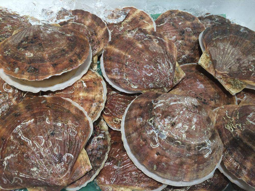 ilustrasi scallop (pixabay.com/auntmasako)