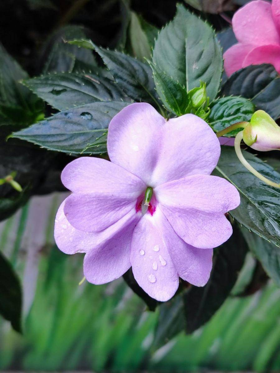 ilustrasi impatiens (unsplash.com/Cheung Yin)