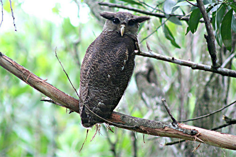 Beluk Jampuk (commons.wikimedia.org/laloq3)
