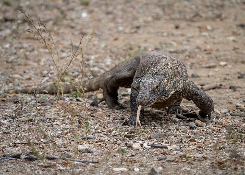 5 Biawak Terbesar di Indonesia, Biawak Air jadi Salah Satunya!