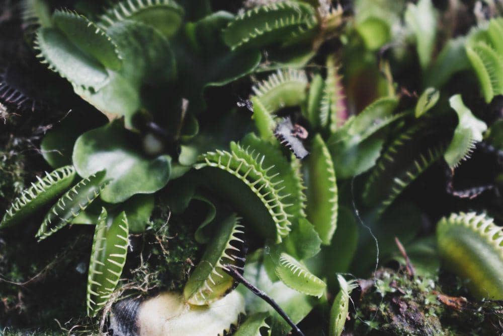 Ilustrasi tanaman Venus Flytrap (freepik.com/freepik)