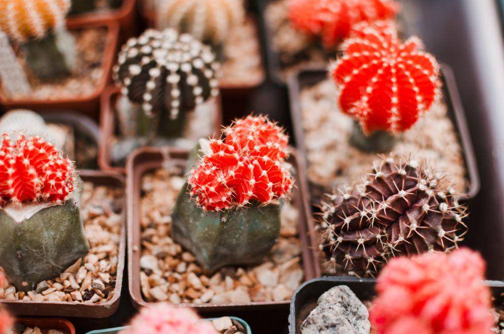 Ilustrasi tanaman Lithops (freepik.com/freepik)