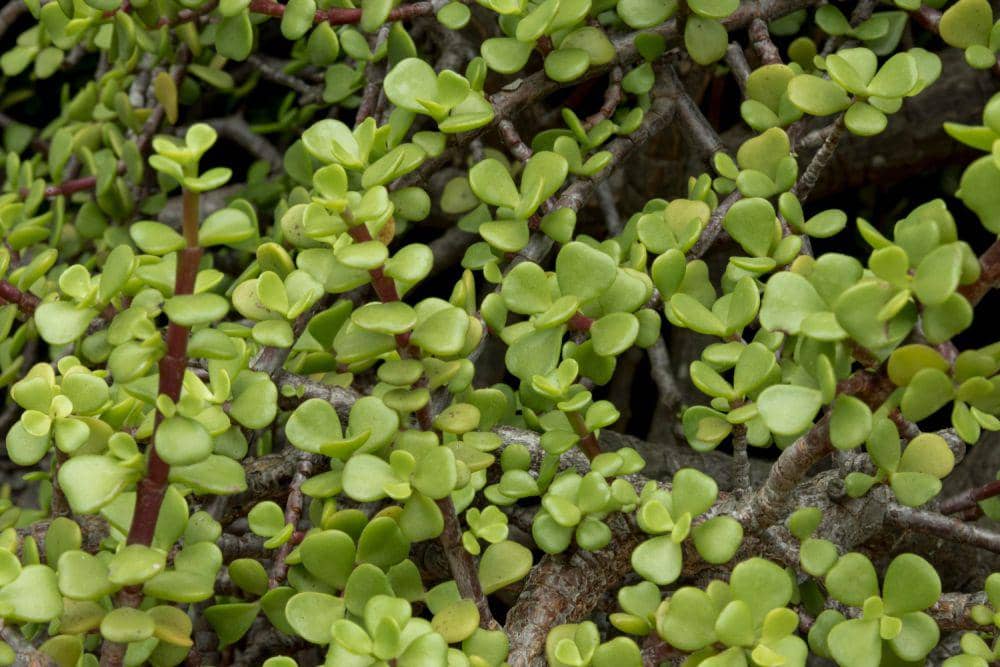 Ilustrasi tanaman Arabidopsis Thaliana (freepik.com/freepik)