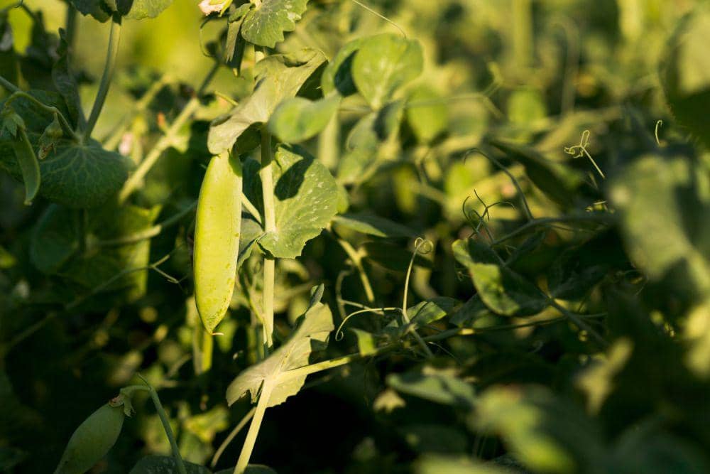 Ilustrasi Pea Plants (freepik.com/freepik)