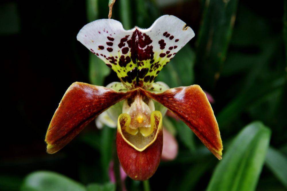 Ilustrasi tanaman Dracula Orchids (freepik.com/wirestock)