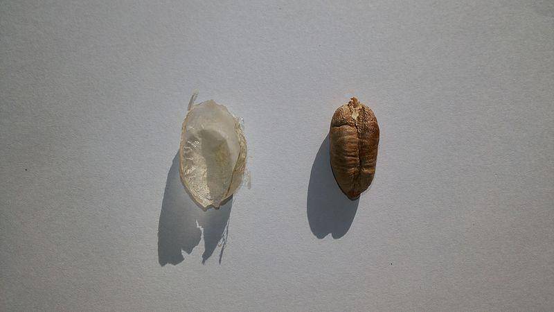 Ilustrasi biji kurma (commons.m.wikimedia.org/Ahmed1251985)