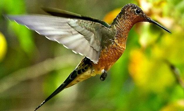 ilustrasi burung Patagona gigas (commons.wikimedia.org)