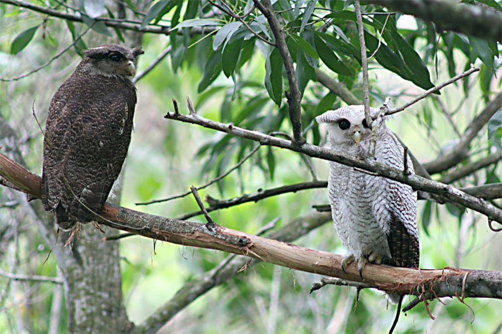 Beluk Jampuk (commons.wikimedia.org/laloq3)