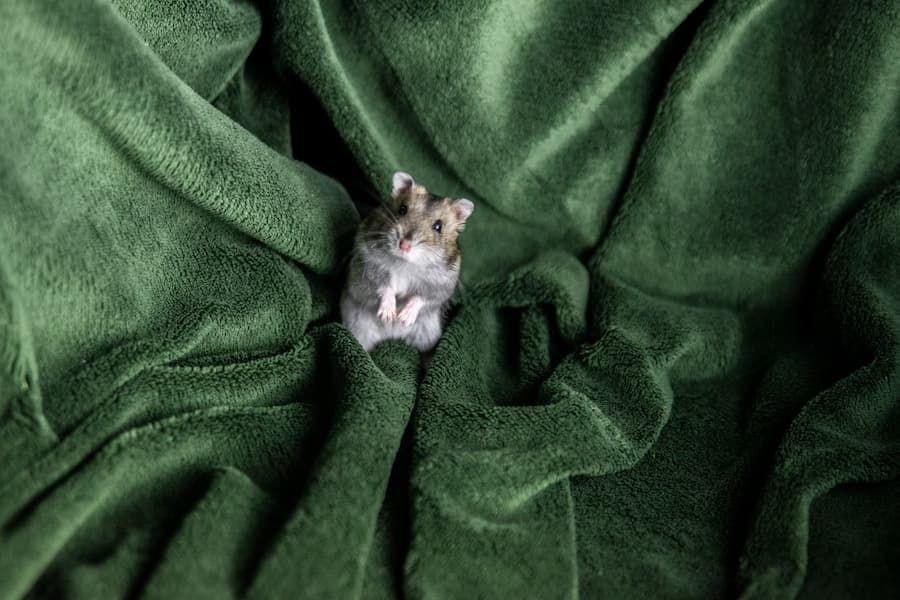 Kenapa Hamster Tidur Telentang? Berikut Penyebabnya