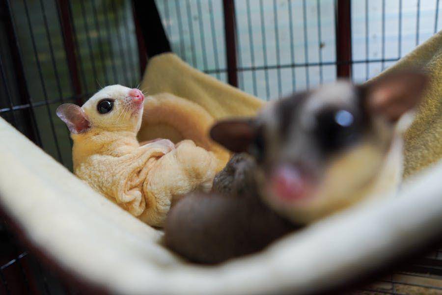 ilustrasi sugar glider (pexels.com/Indra Purwibowo)