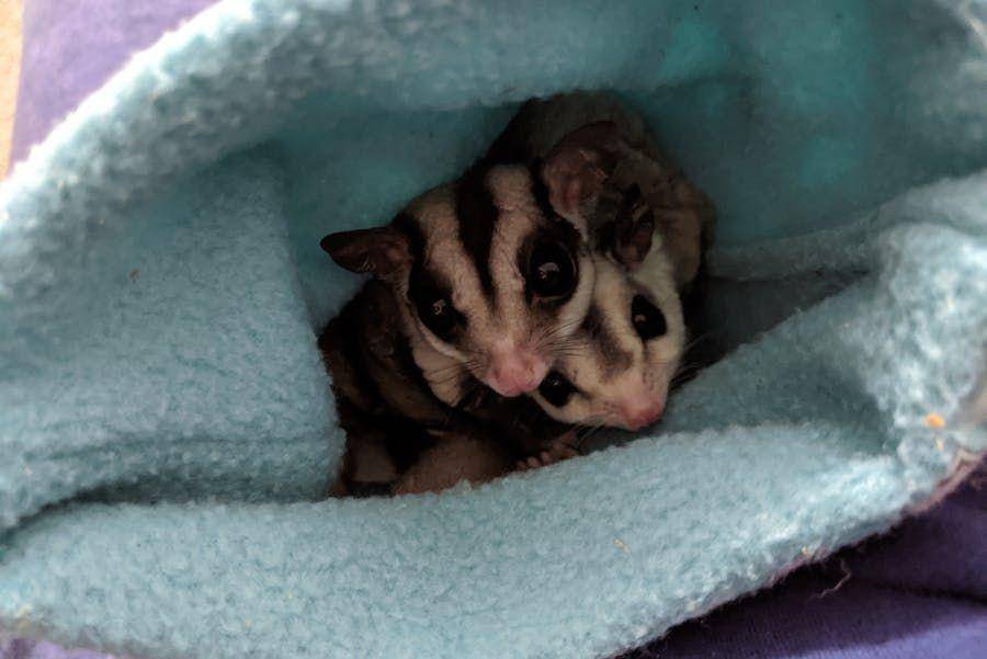 ilustrasi sugar glider (pexels.com/Tabitha Favor)