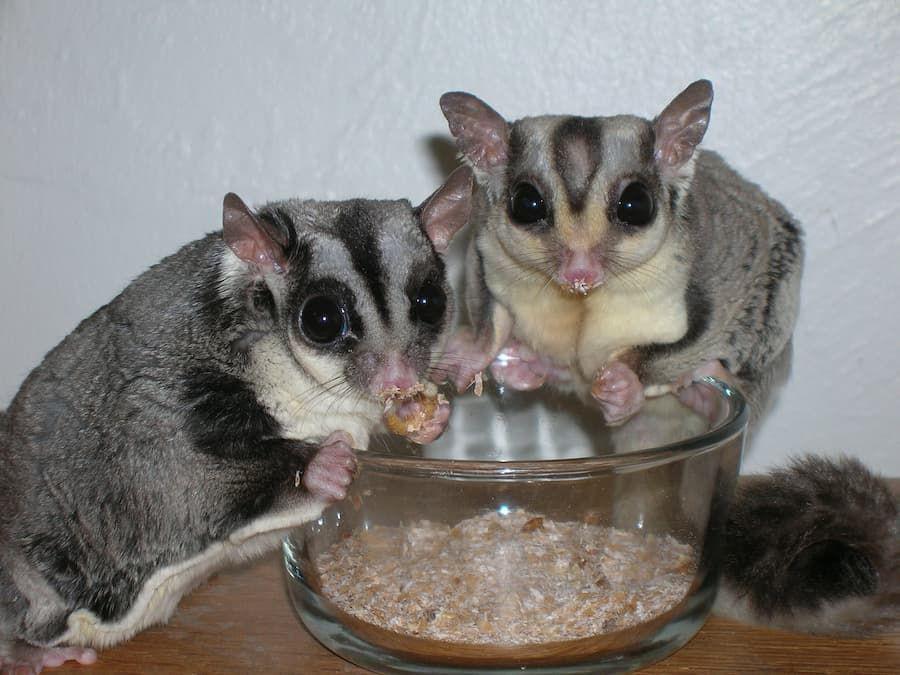 Makanan Sugar Glider, dari Buah-Buahan sampai Jangkrik
