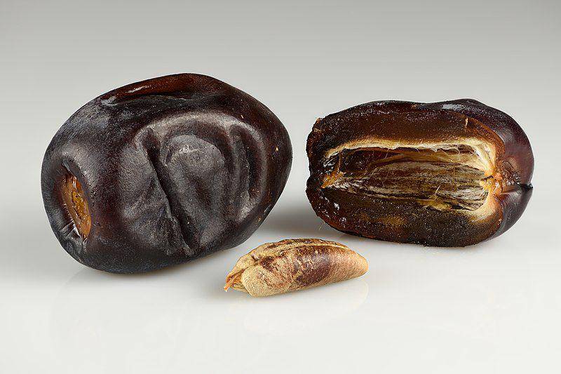 Ilustrasi buah dan biji kurma (commons.m.wikimedia.org/Ivar Leidus)