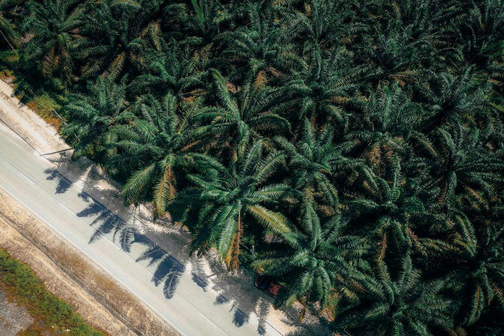 Apakah Peran Pohon di Hutan Bisa Digantikan dengan Kelapa Sawit?