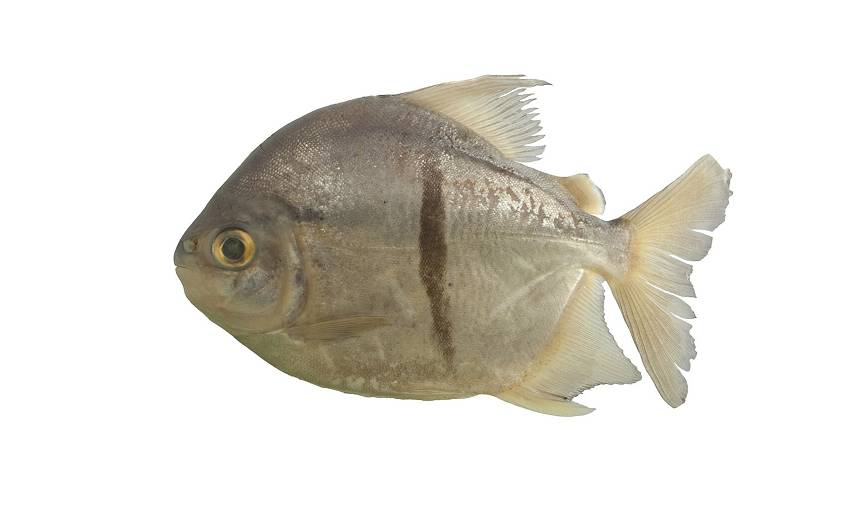 ikan Myloplus Sauron (commons.wikimedia.org)