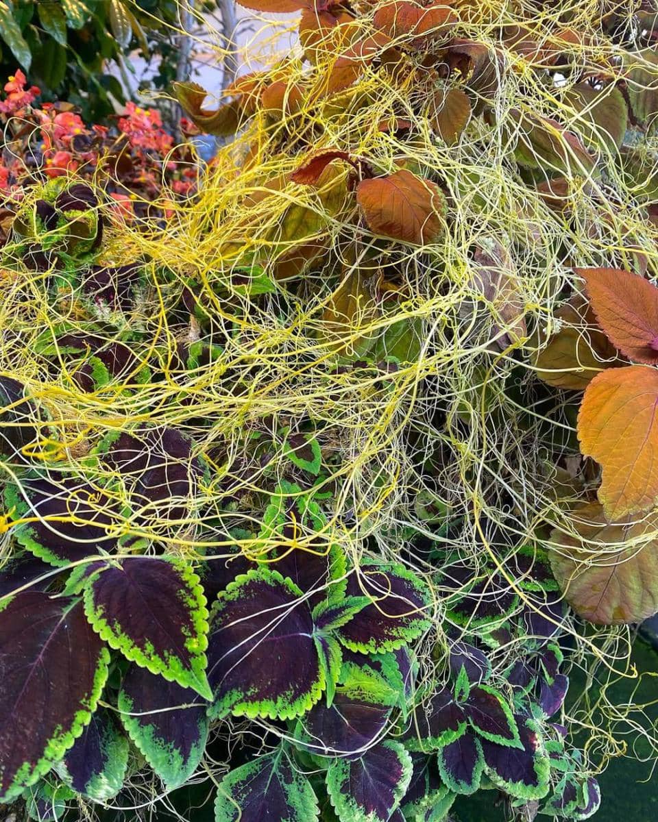 Ilustrasi tanaman dodder (instagram.com/marlenetheplantlady)