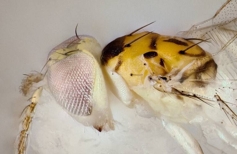 ilustrasi Chrysonotomyia susbelli (commons.wikimedia.org)