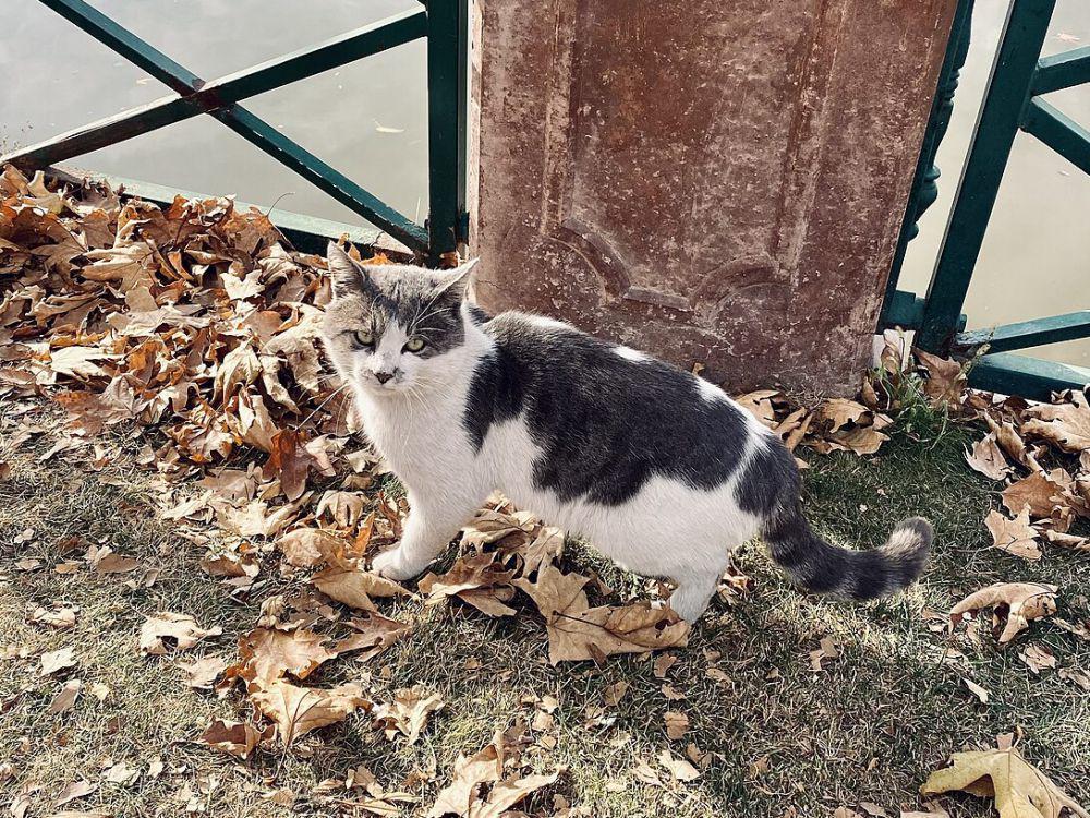 Kenapa di Turki Banyak Kucing? Ternyata Ini Jawabannya