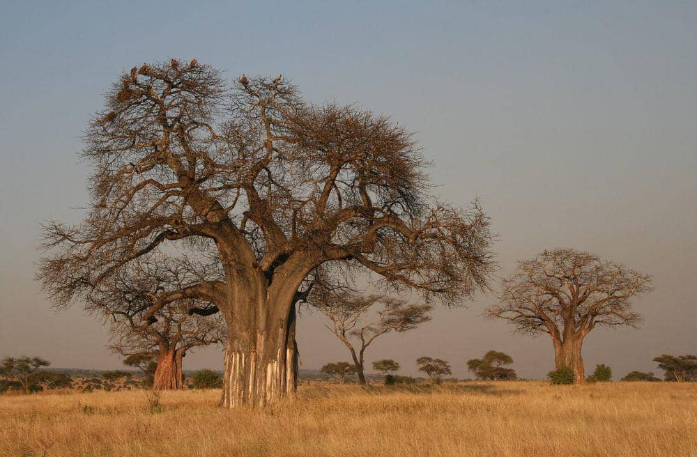 pohon Baobab 