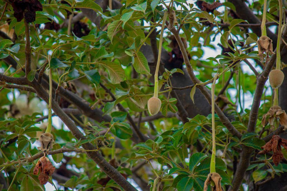 buah baobab 