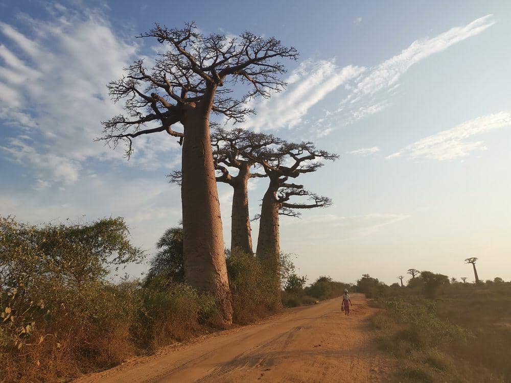 pohon Baobab
