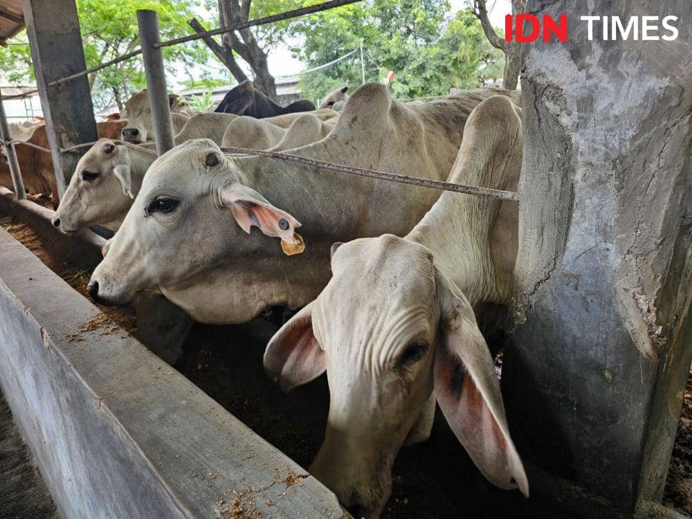 Daging Sapi untuk MBG Dipastikan Aman dari Penyakit