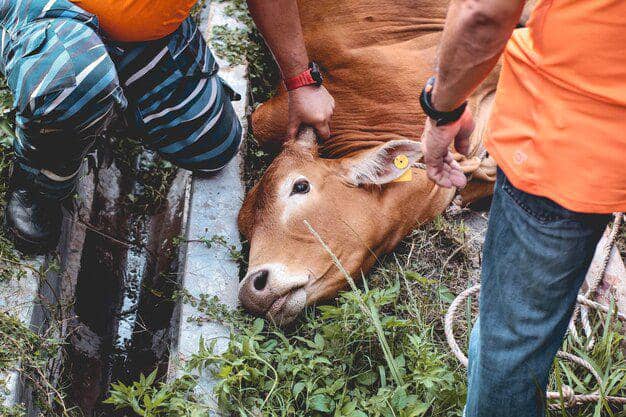 Ilustrasi sapi sakit. Freepik.