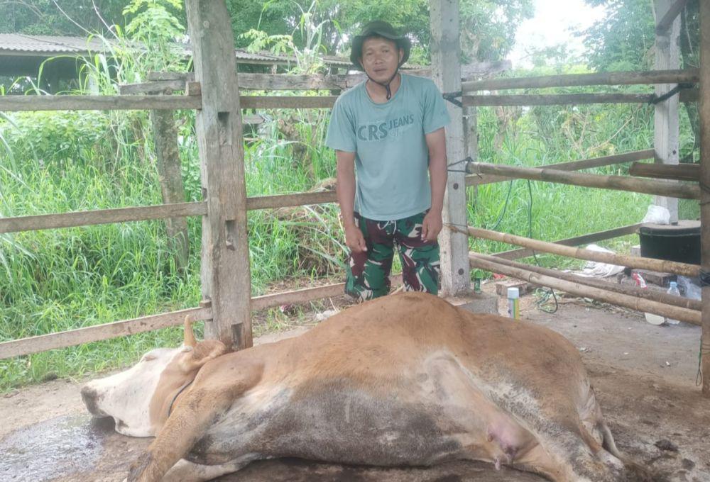 Ternak Mati Akibat Penyakit di Gunungkidul Bakal Terima Ganti Rugi