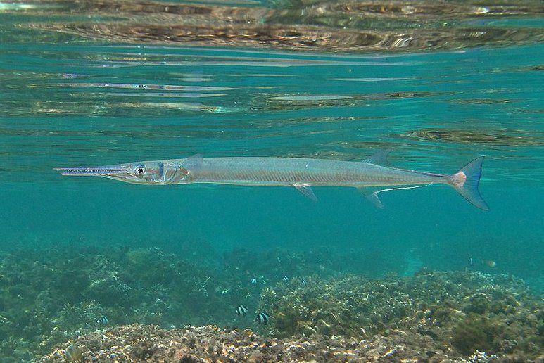 Needlefish berenang di perairan Pulau Réunion, Samudra Hindia. (commons.wikimedia.org/Philippe Bourjon)