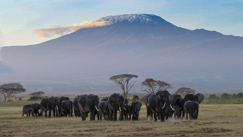 5 Fakta Gunung Kilimanjaro, Gletser di Puncak Gunung Terancam Hilang!