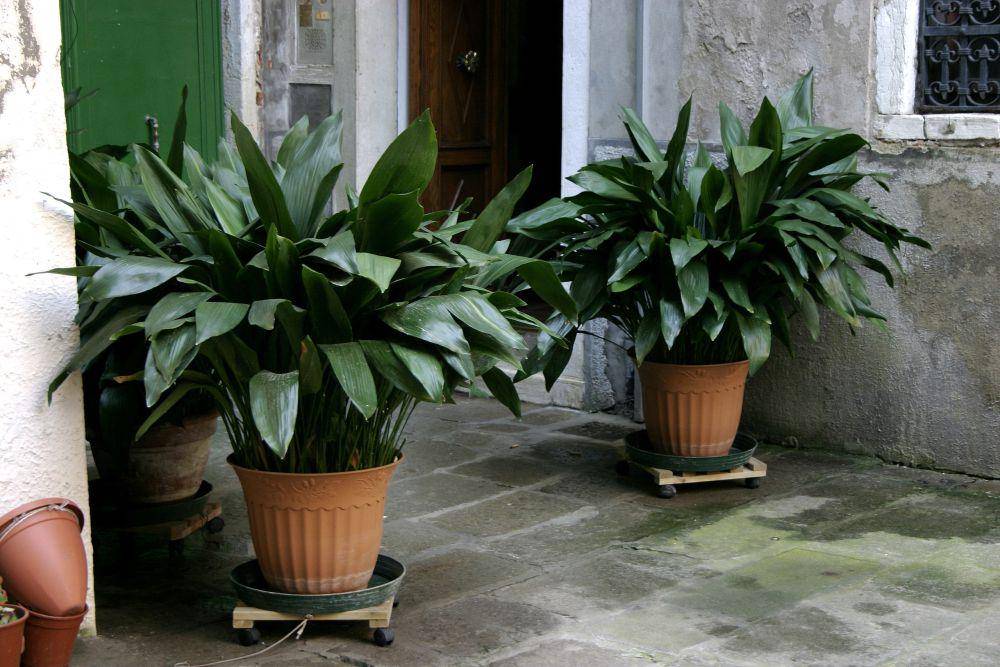Aspidistra elatior (commons.wikimedia.org/Nino Barbieri)