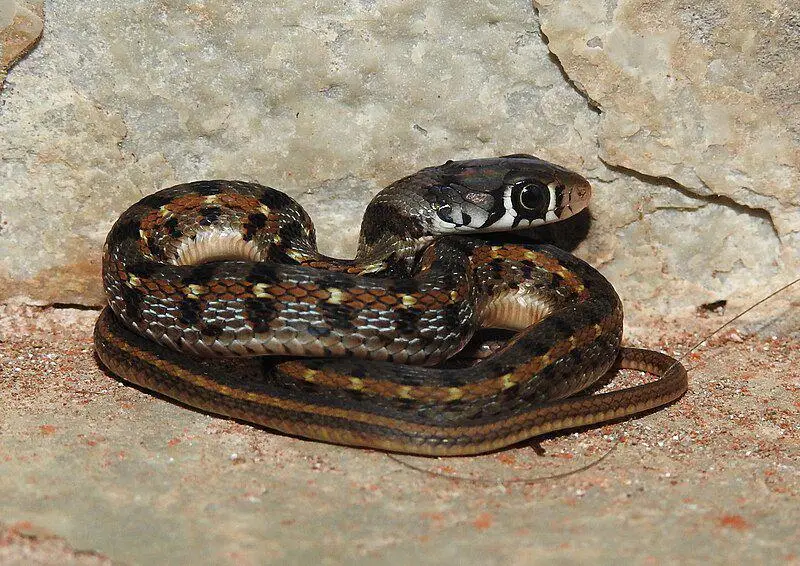 Jinsiy qizlar gif sayti ua Onlayn qattiq porno tomosha qiling