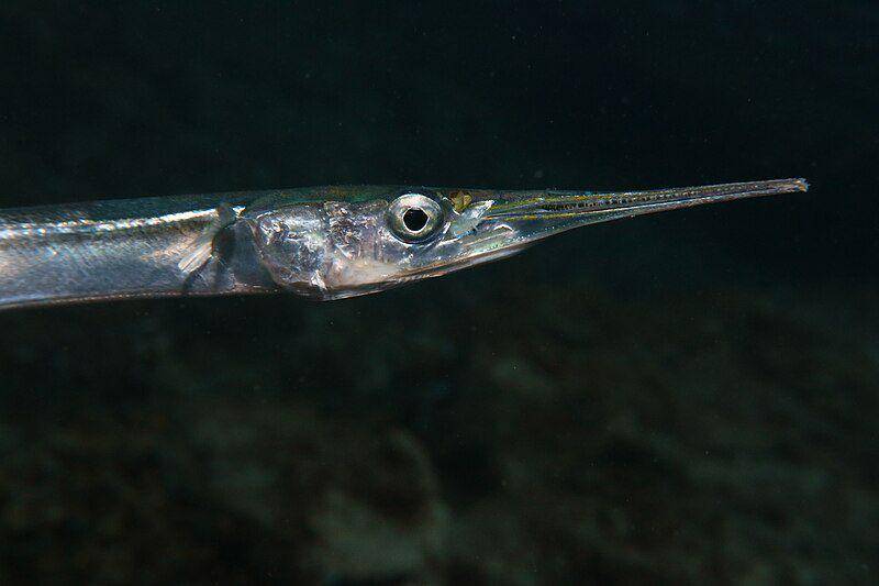 tampak dekat needlefish (commons.wikimedia.org/Holger Krisp)