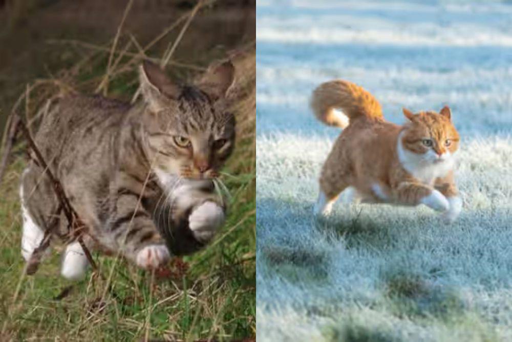 7 Foto Lucu yang Buktiin Kucing Layak Disebut Car, alih-alih Cat