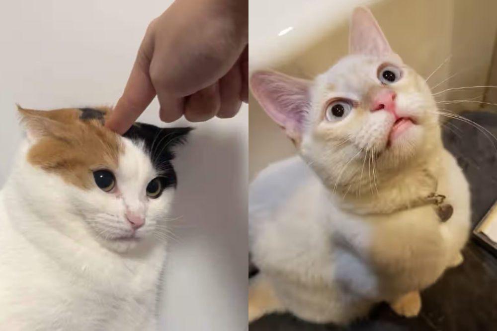 7 Foto Lucu Kucing Bengong Brutal, Perlu Reset ke Setelan Pabrik?