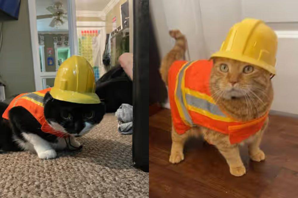 7 Foto Lucu Kucing Pakai Helm Proyek, Bedah Rumah Hooman?