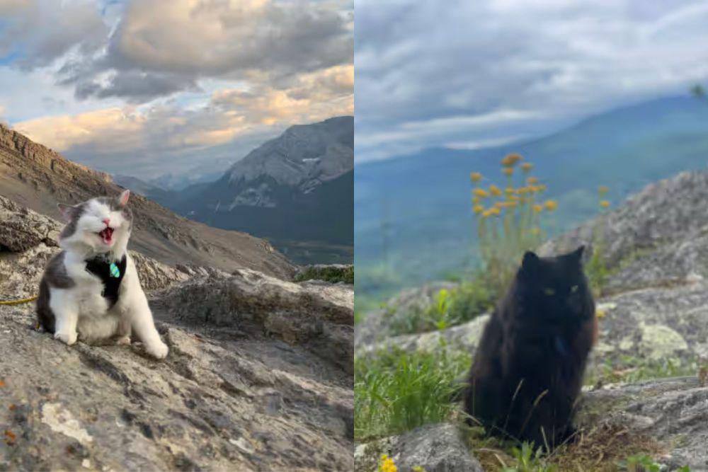 7 Foto Lucu Kucing Main sampai ke Gunung, Lagi Refreshing!