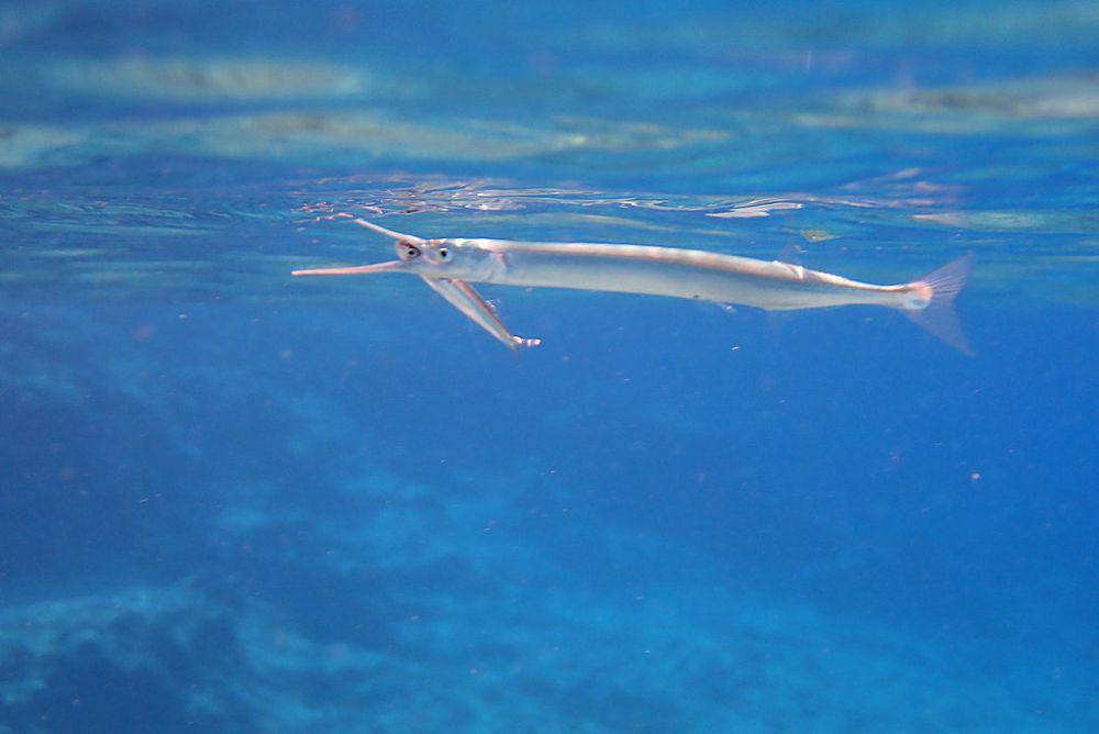 needlefish menangkap mangsa (inaturalist.org/Sarah Faulwetter)